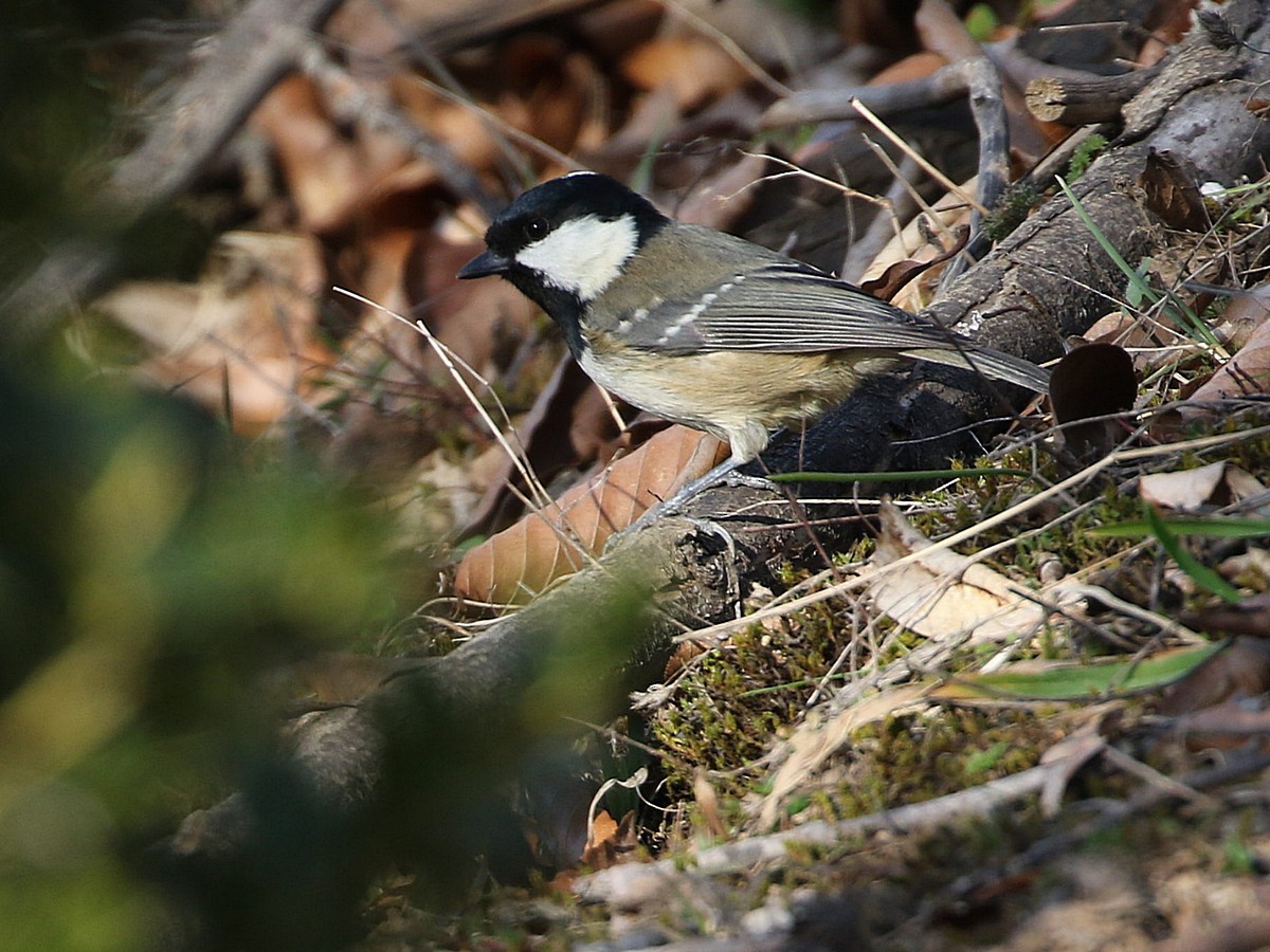 Mésange noire - ML545106551