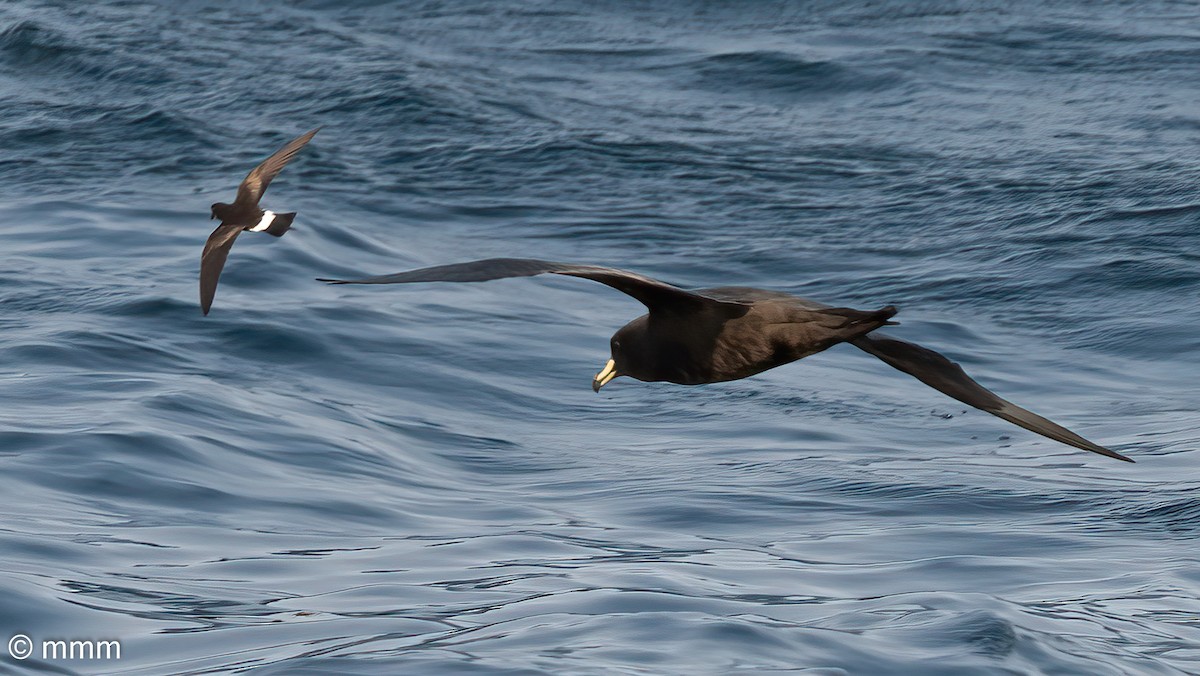 Westland Petrel - ML545107061