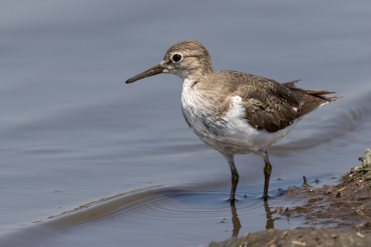 Common Sandpiper - ML545107221