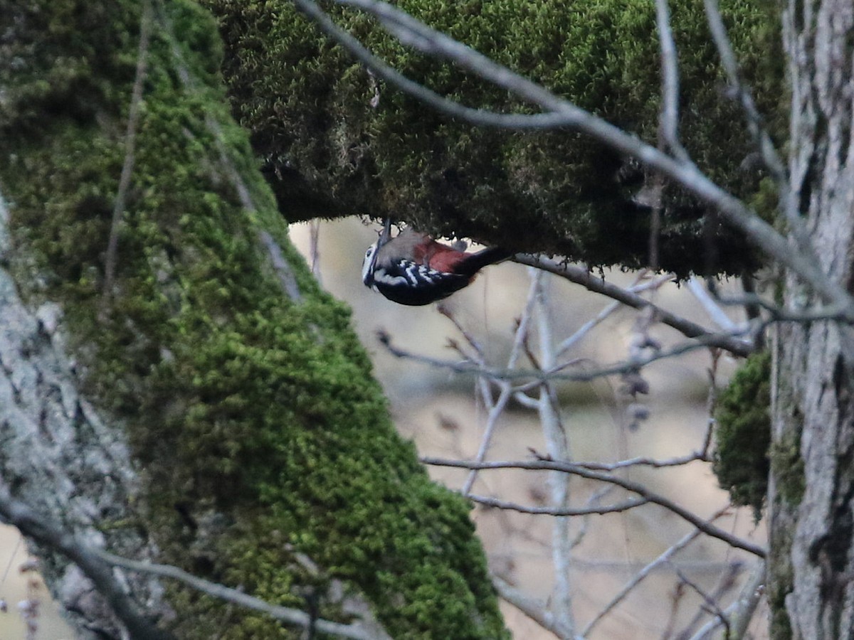 Great Spotted Woodpecker (poelzami) - ML545110261