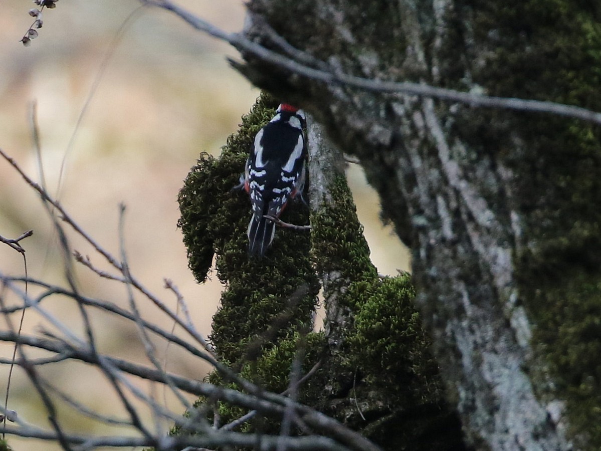 Great Spotted Woodpecker (poelzami) - ML545110271