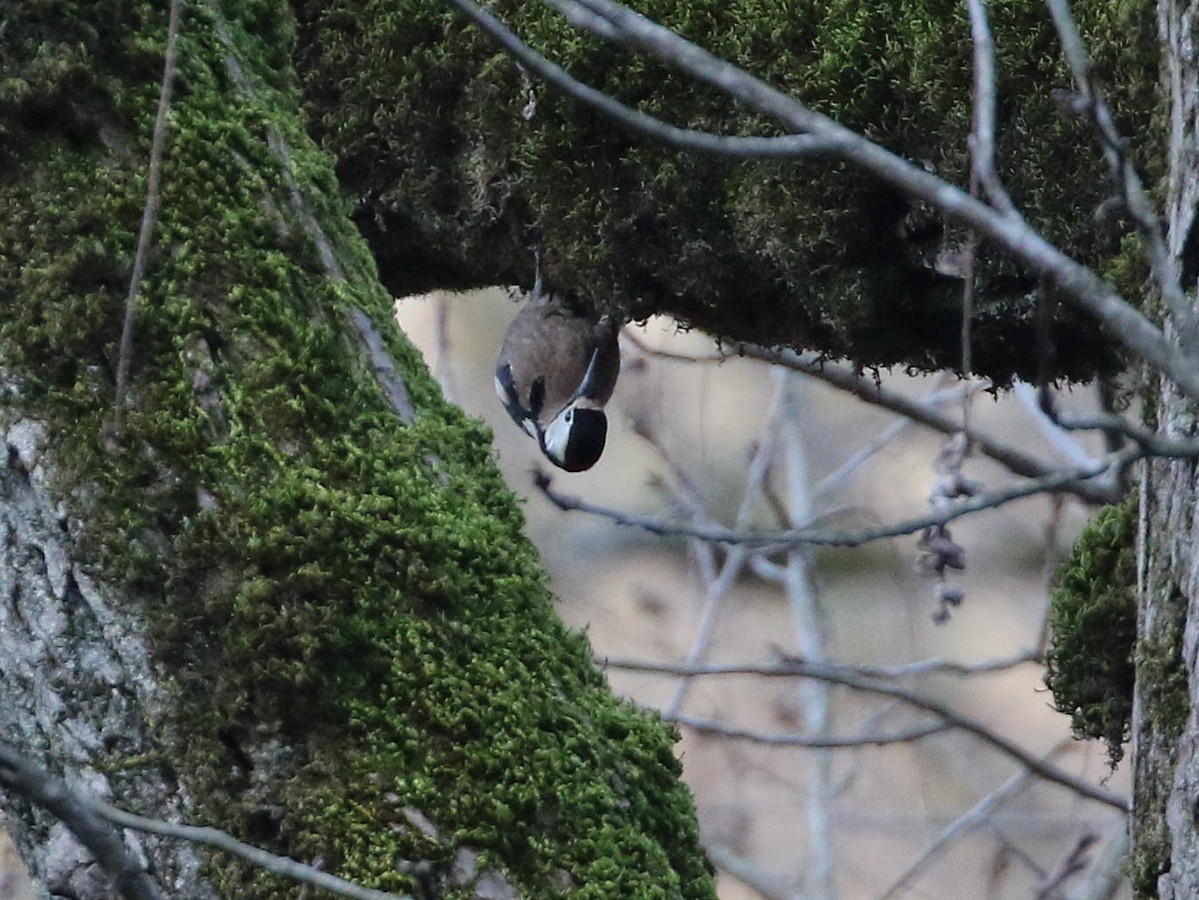 Great Spotted Woodpecker (poelzami) - ML545110281