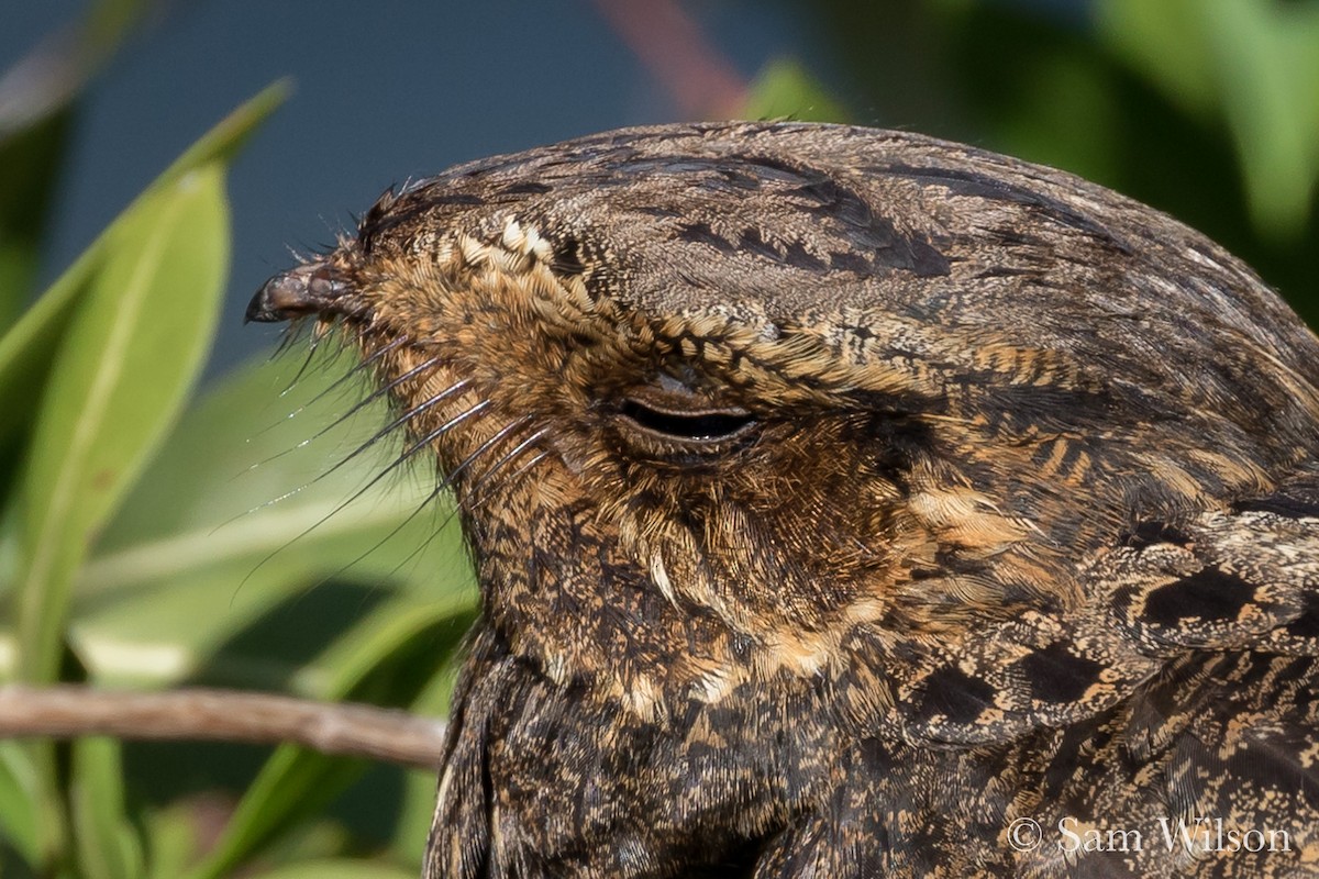 Chuck-will's-widow - Sam Wilson