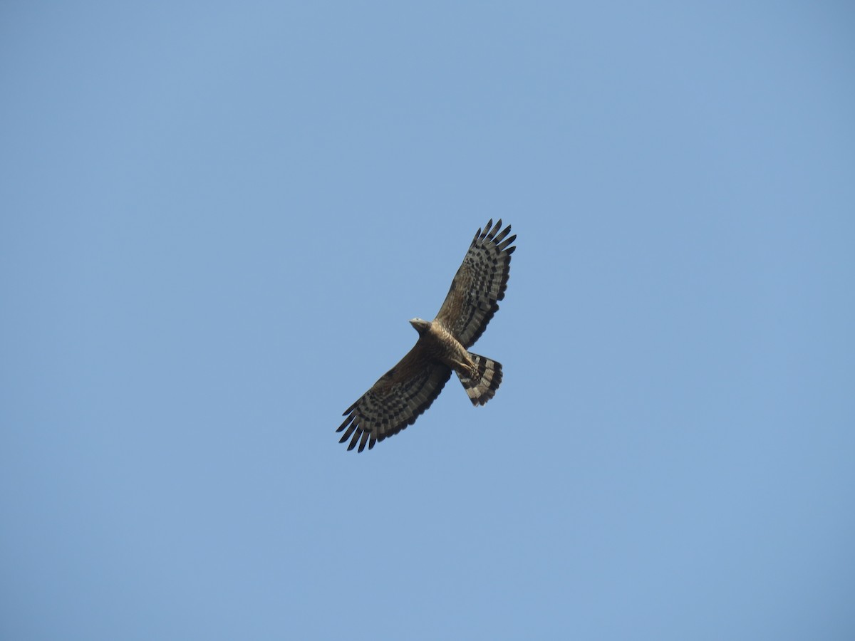 Oriental Honey-buzzard - Frederik Bexter