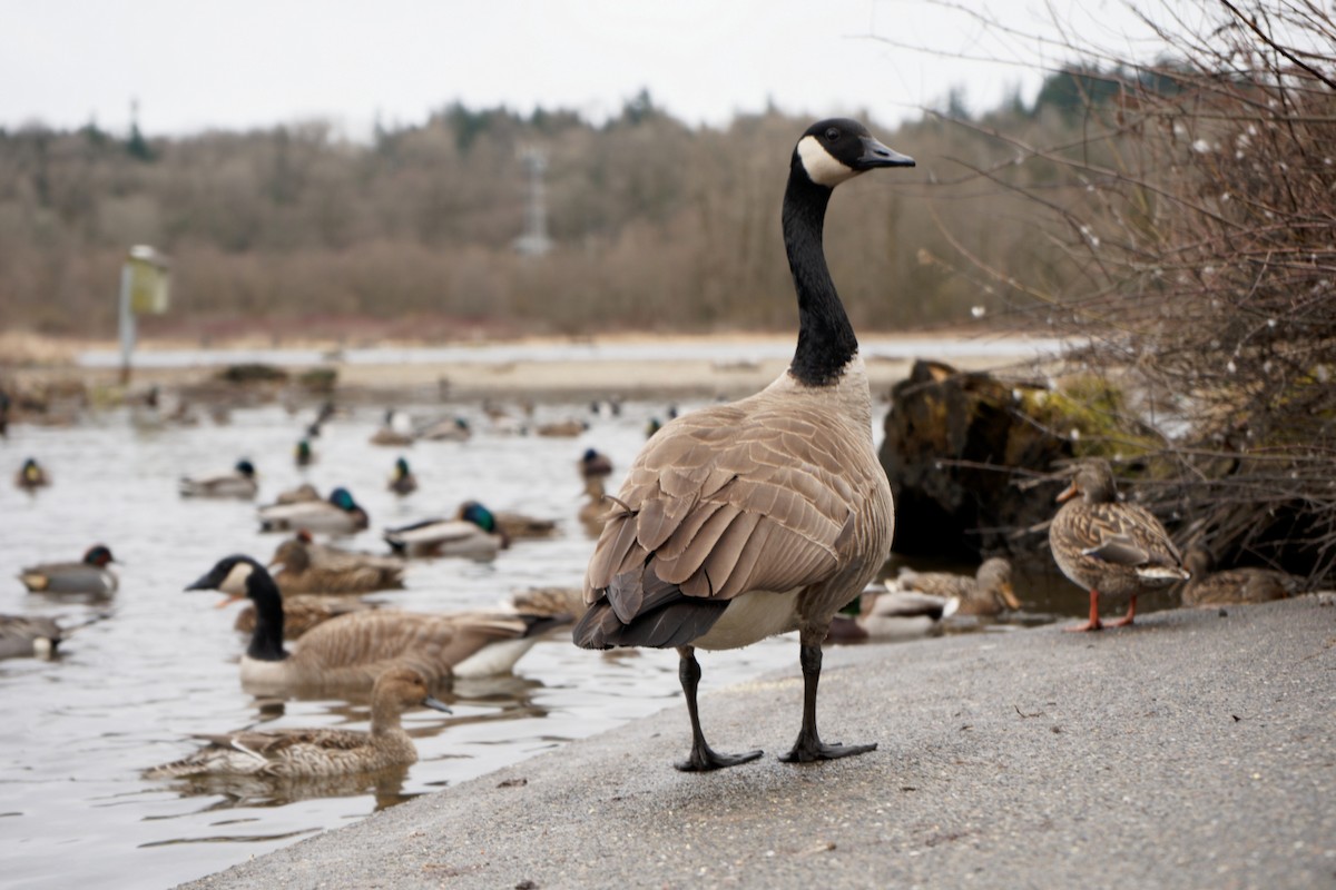 Canada Goose - ML545114171