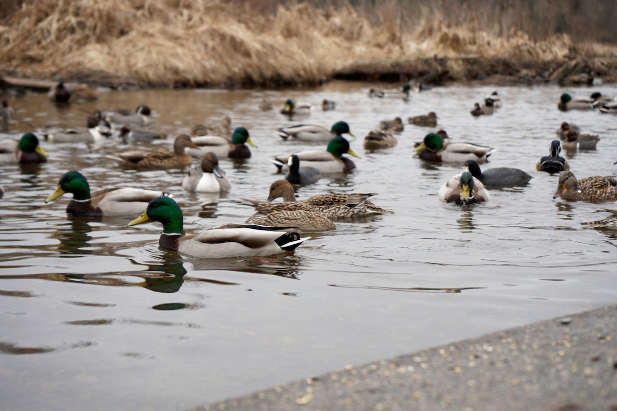 Canard colvert - ML545114321