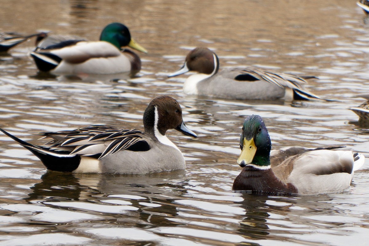 Canard colvert - ML545114331