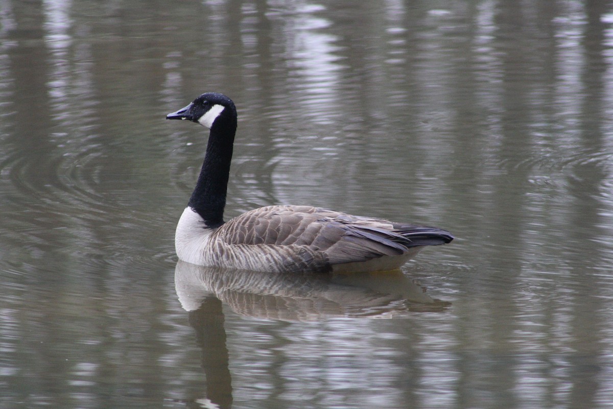 Canada Goose - ML545114451