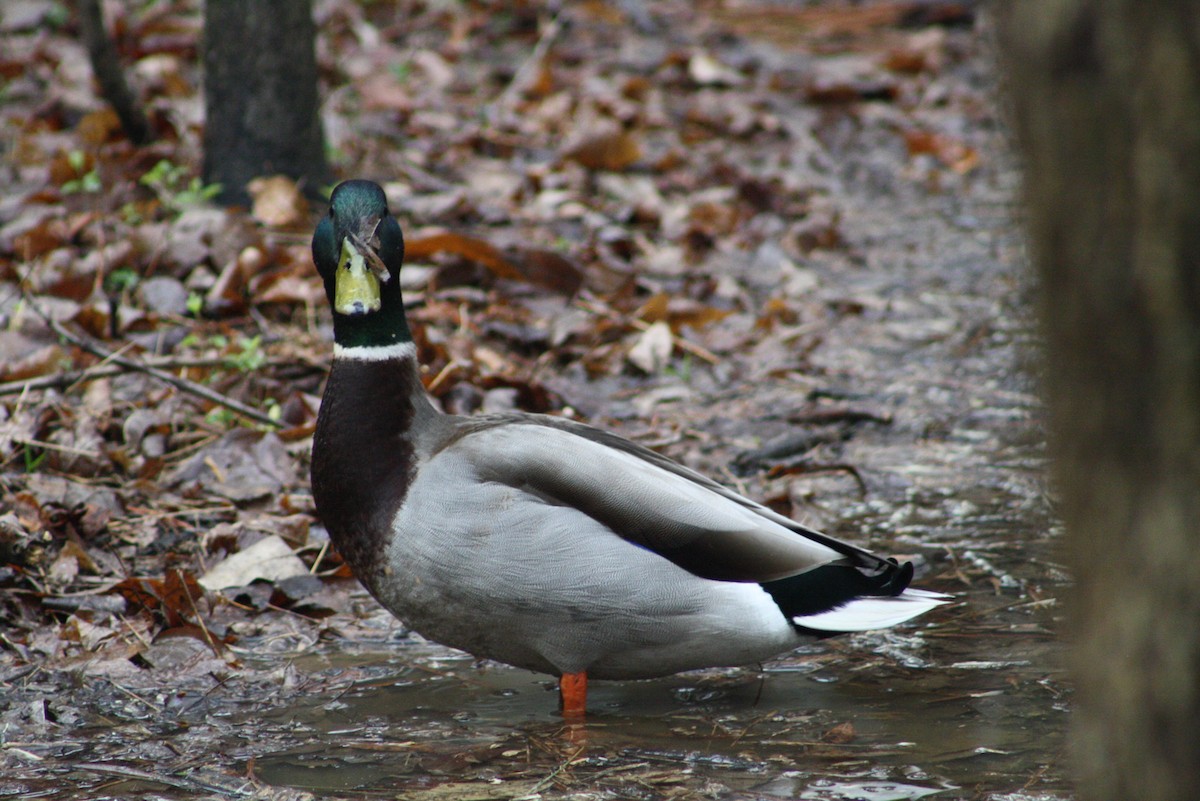 Mallard - ML545114491