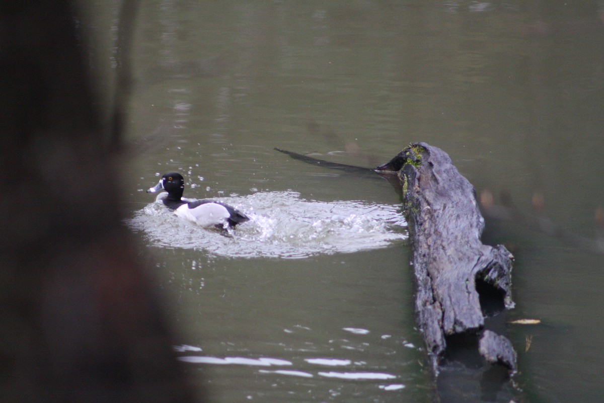 Ring-necked Duck - ML545114591