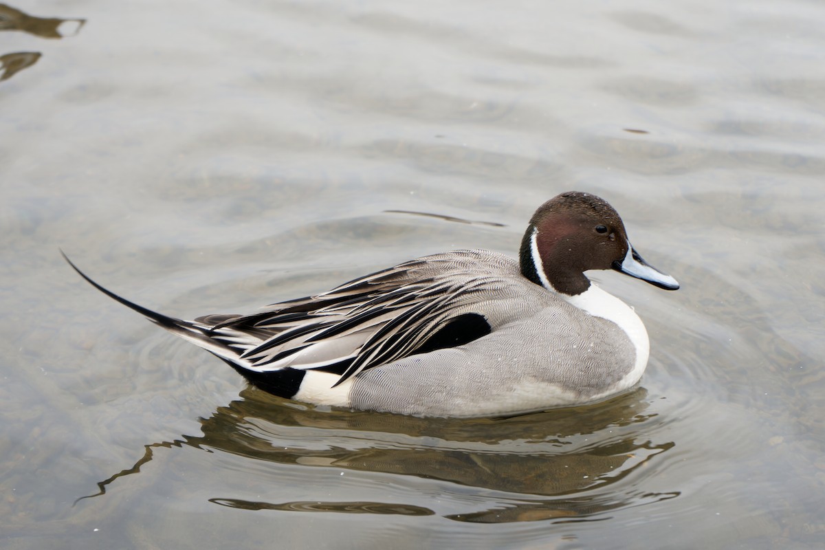 Northern Pintail - ML545114671