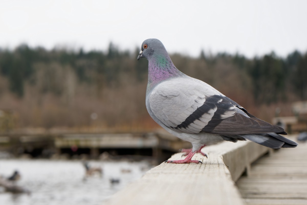 Rock Pigeon (Feral Pigeon) - ML545114741