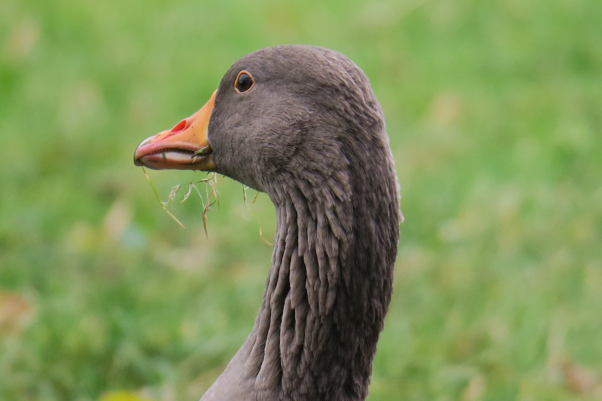 Graylag Goose - ML545114931