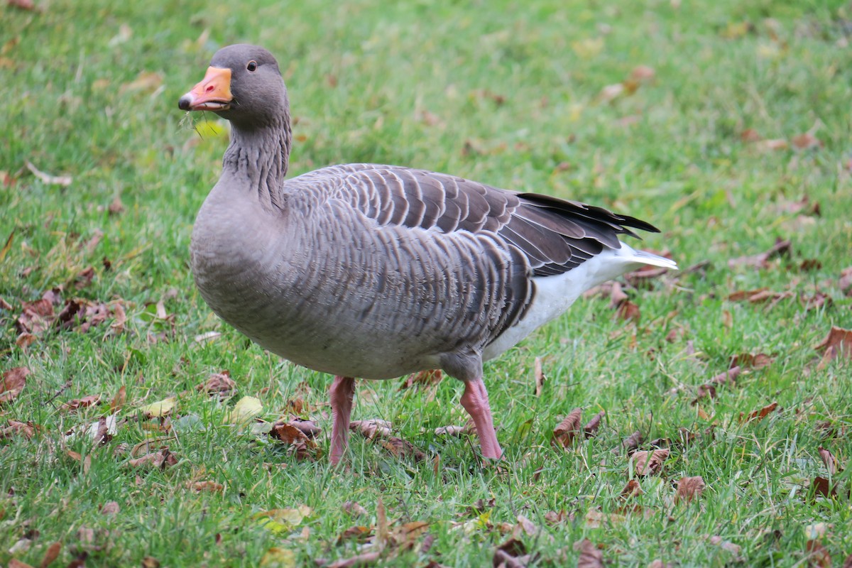 Graylag Goose - ML545114971