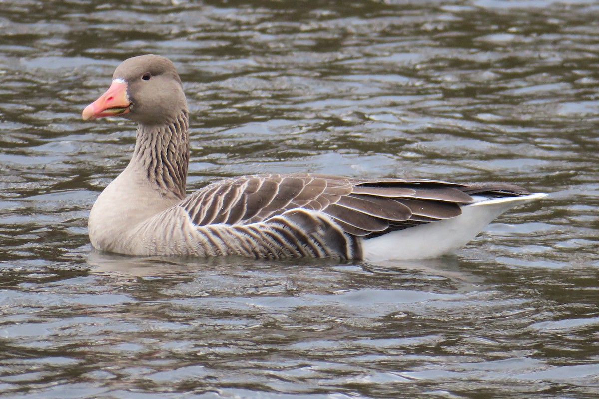 Graylag Goose - ML545114981