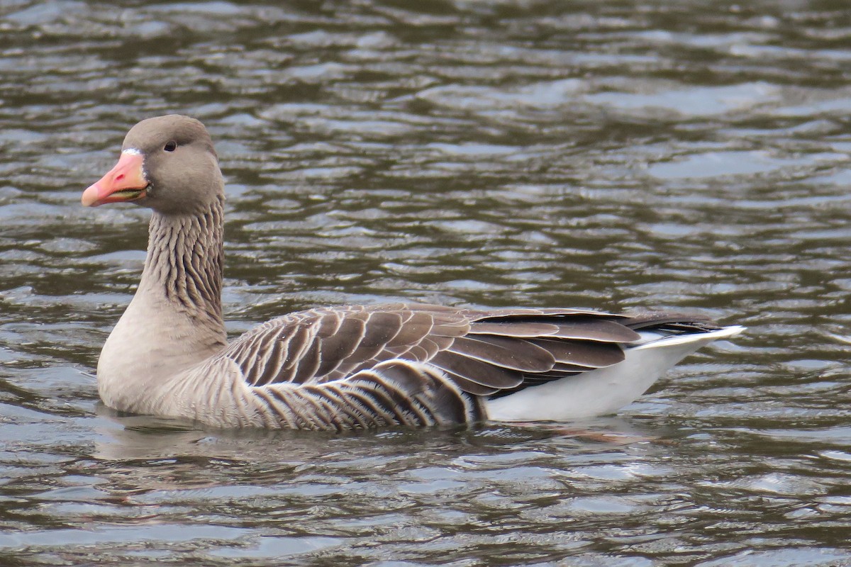 Graylag Goose - ML545114991