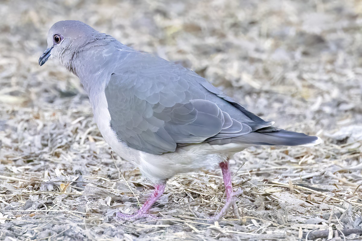 White-tipped Dove - Scott Young