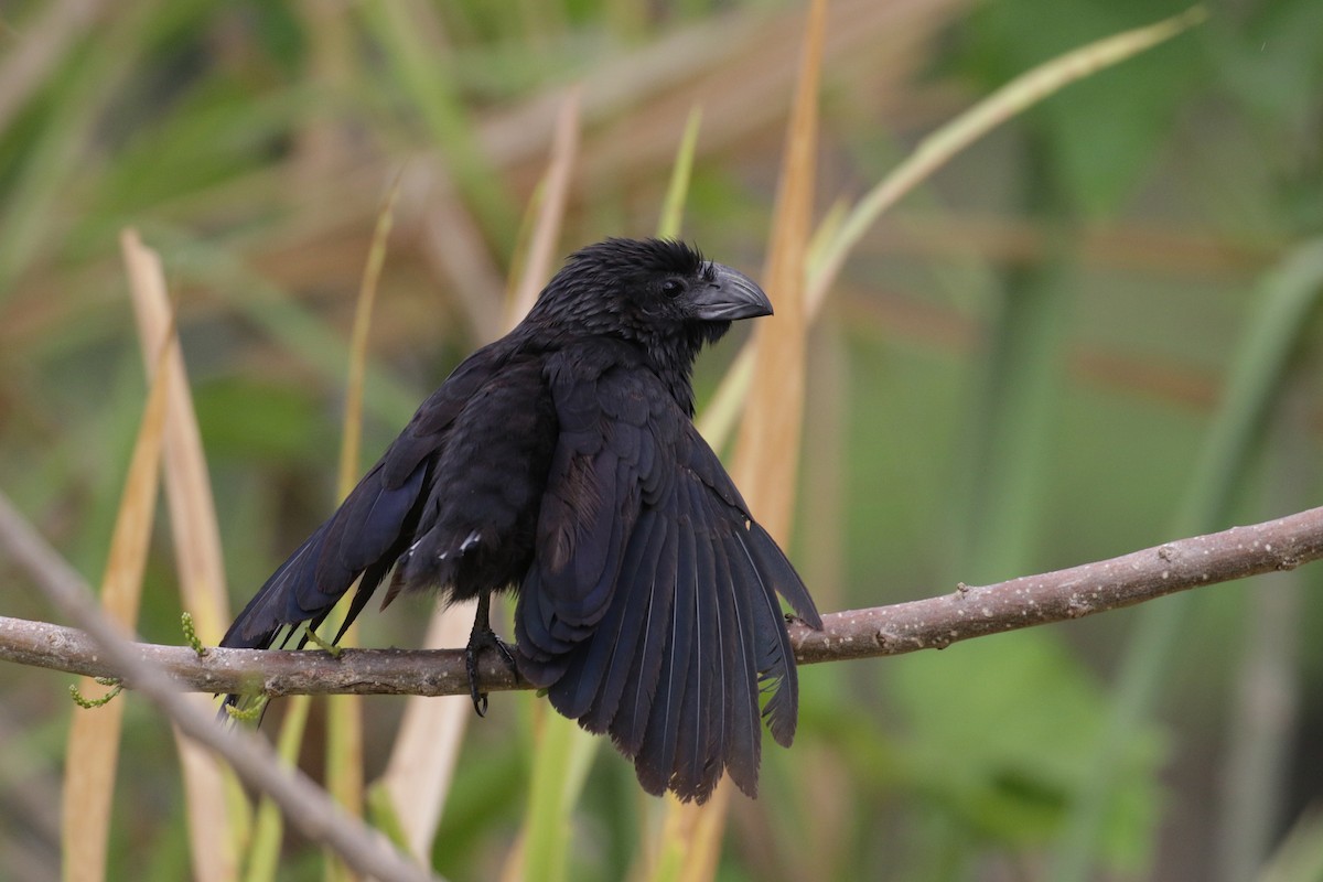 Groove-billed Ani - Cameron Eckert