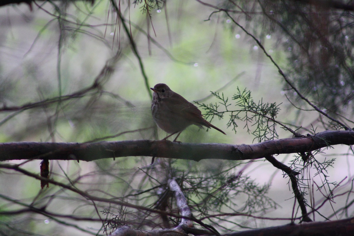 Hermit Thrush - ML545115161