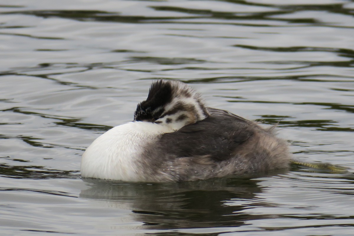 Great Crested Grebe - Rishi Palit