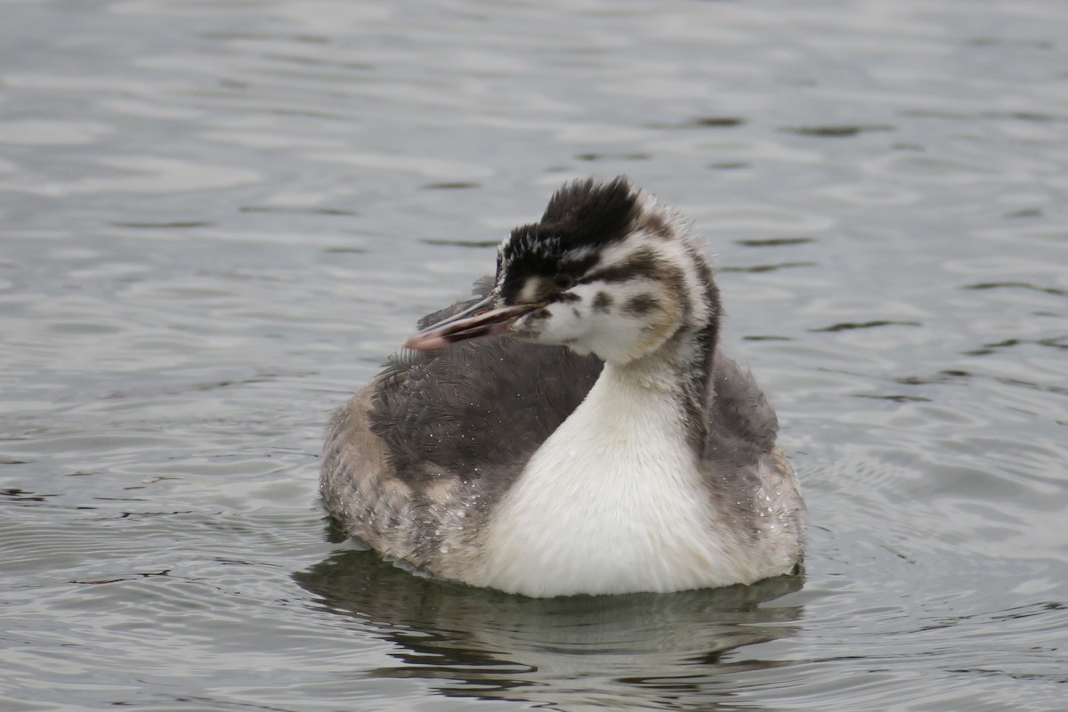 Great Crested Grebe - Rishi Palit