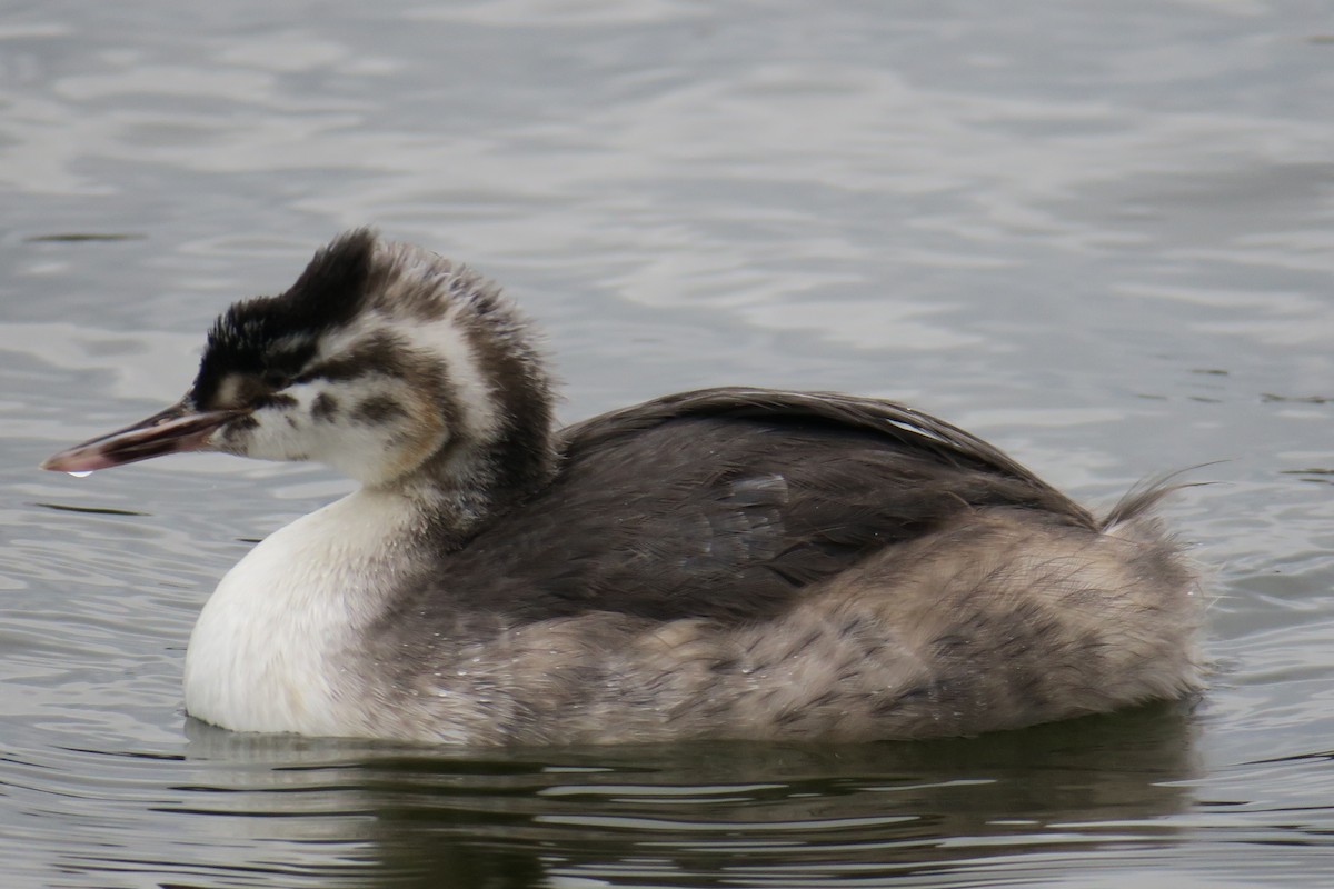 Great Crested Grebe - Rishi Palit