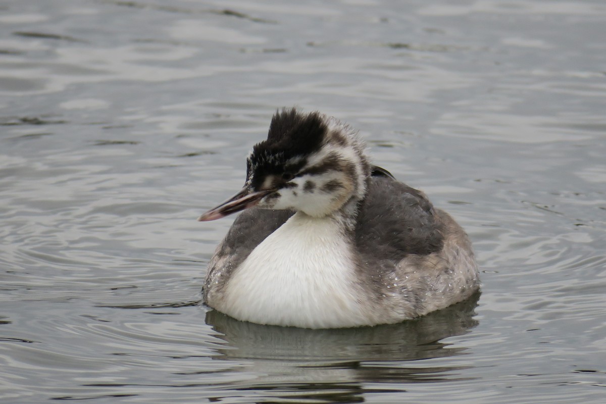 Great Crested Grebe - Rishi Palit