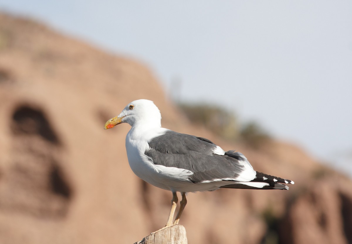 Yellow-footed Gull - David Vander Pluym