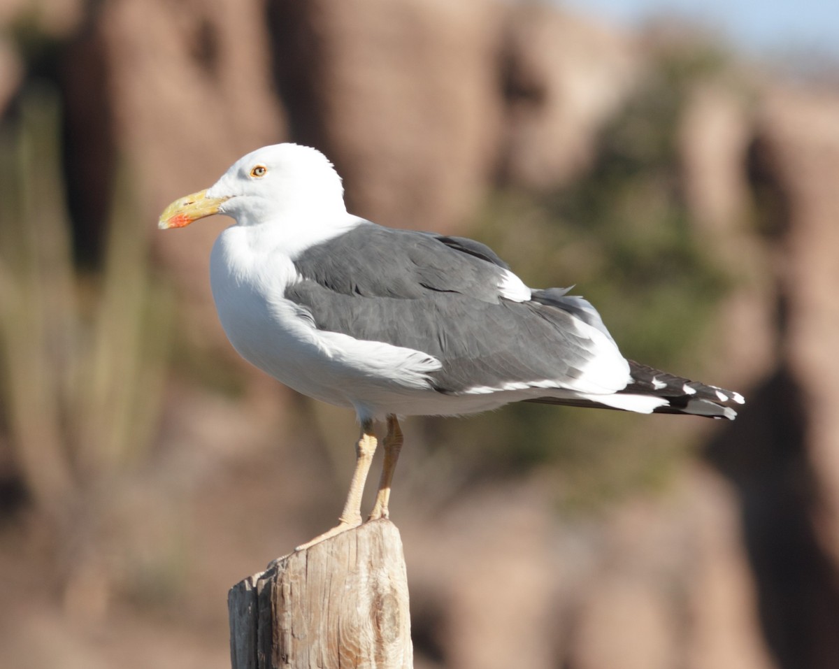 Yellow-footed Gull - David Vander Pluym