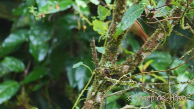 Ruddy Treerunner - ML545118171