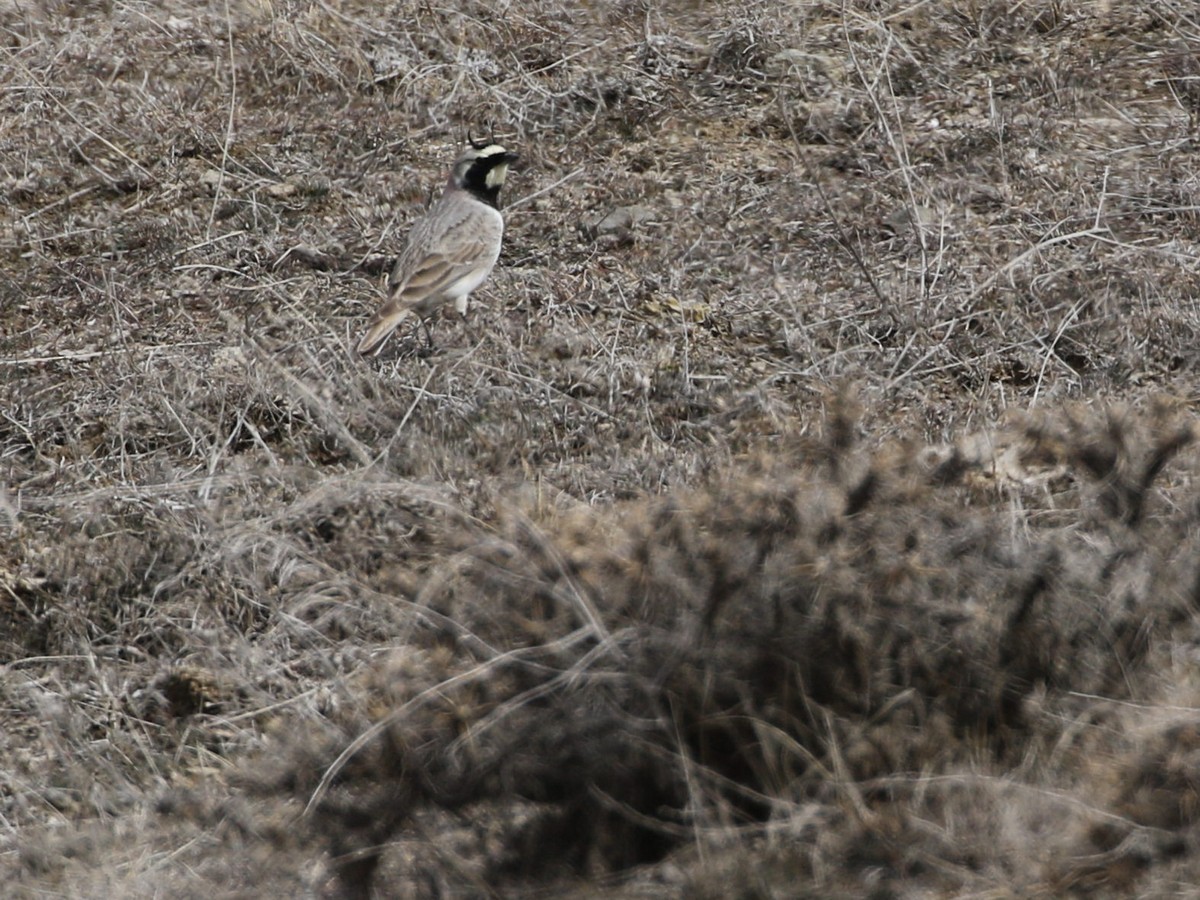 Horned Lark - ML545118311