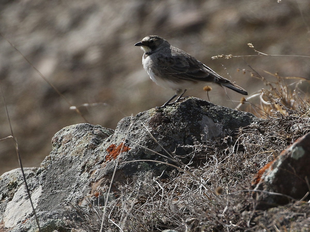 Horned Lark - ML545118471