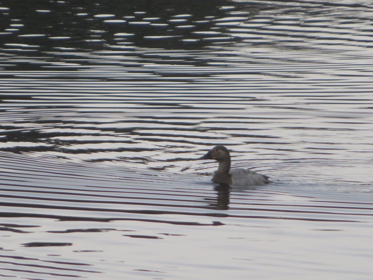 Canvasback - ML545118561