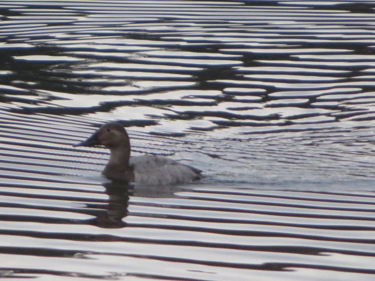 Canvasback - ML545118571