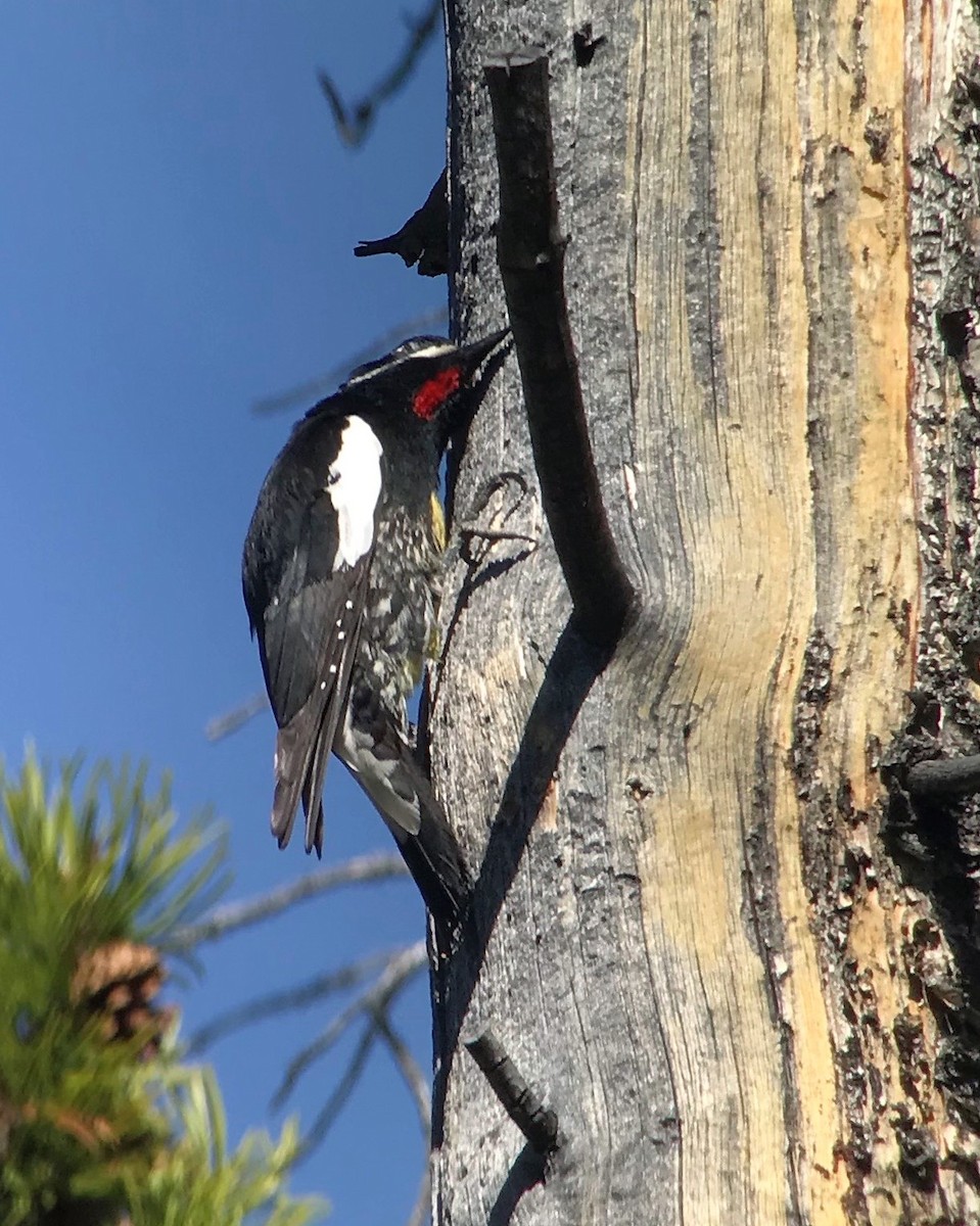 Williamson's Sapsucker - ML545119031