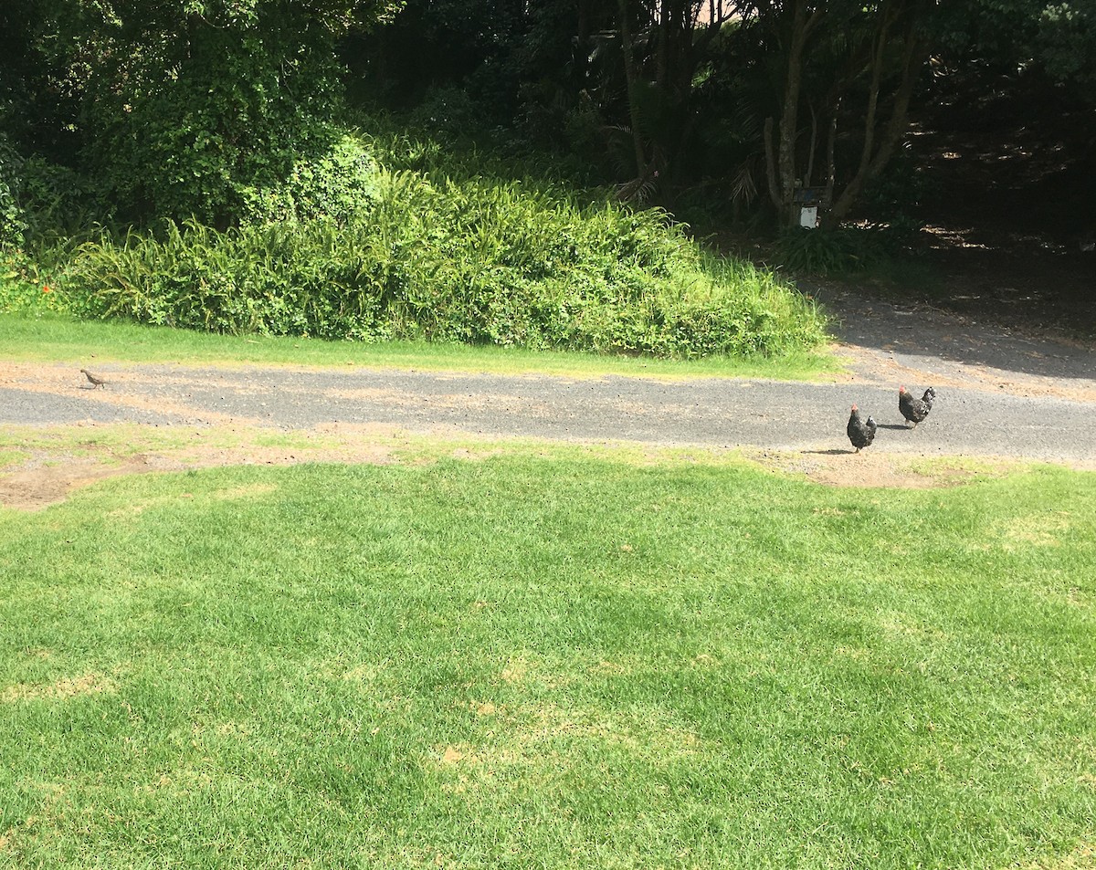 California Quail - ML545119831
