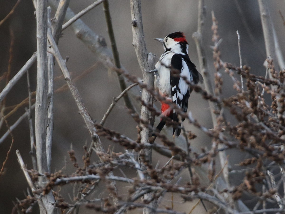 Syrian Woodpecker - ML545120241