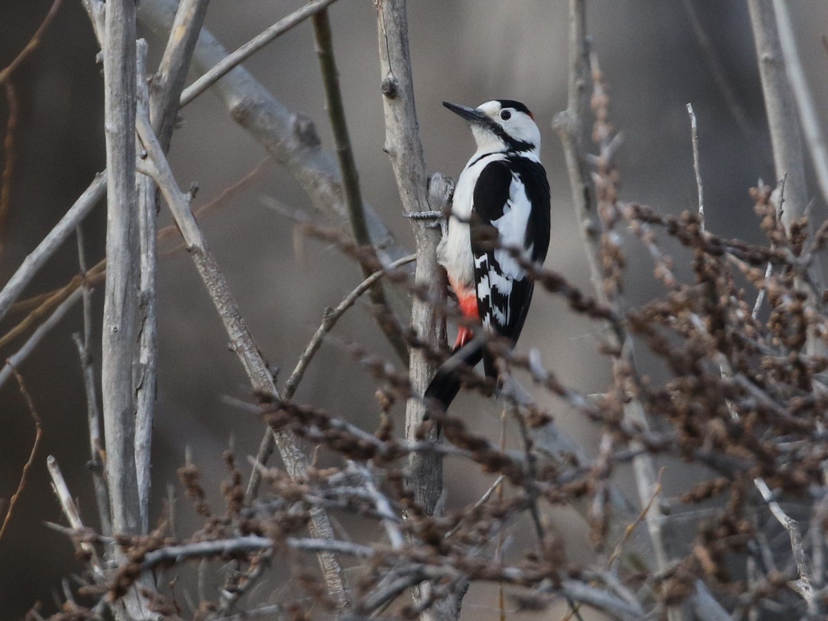 Syrian Woodpecker - ML545120251