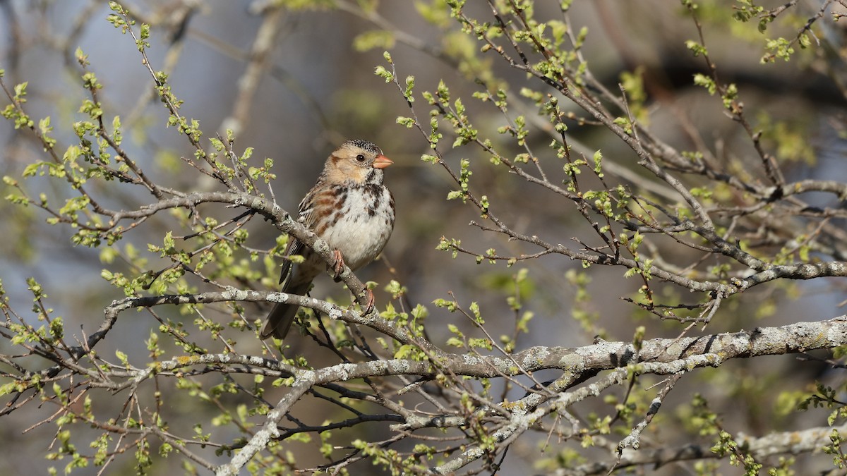 Harris's Sparrow - ML545121481