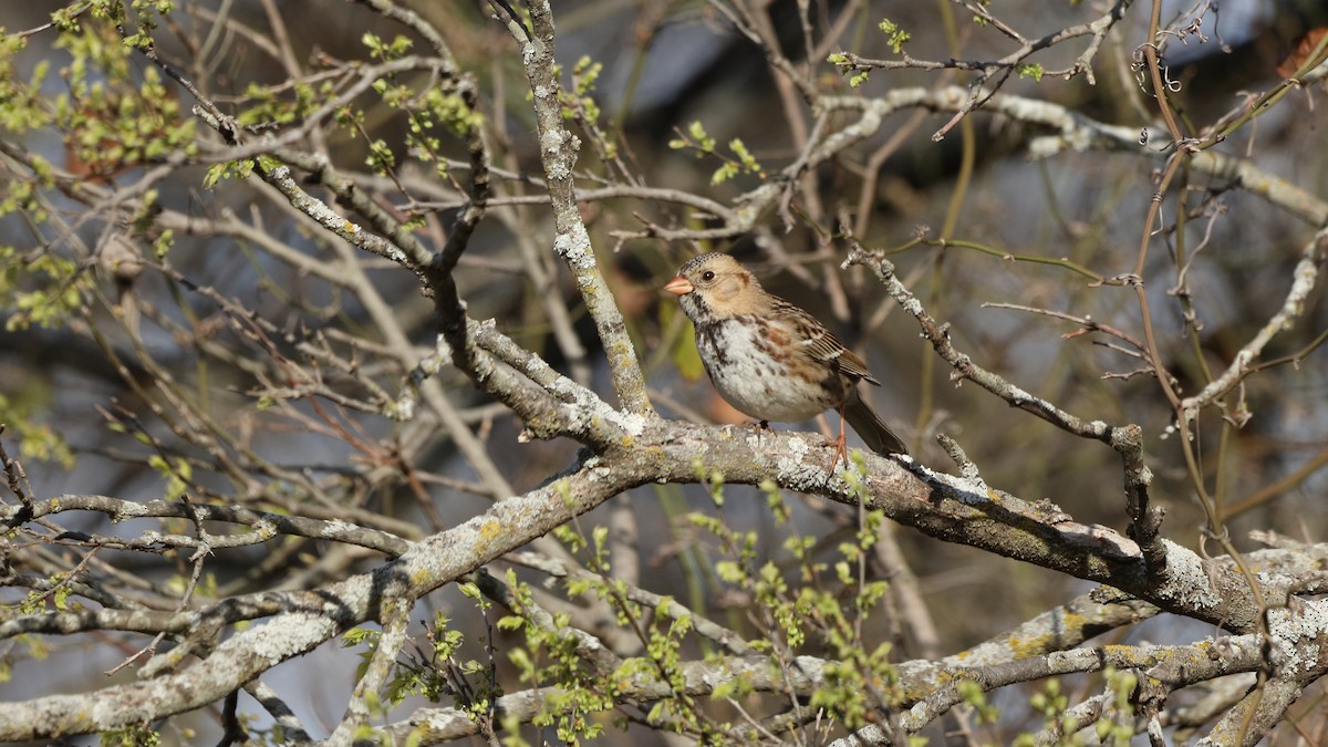 Harris's Sparrow - ML545121491