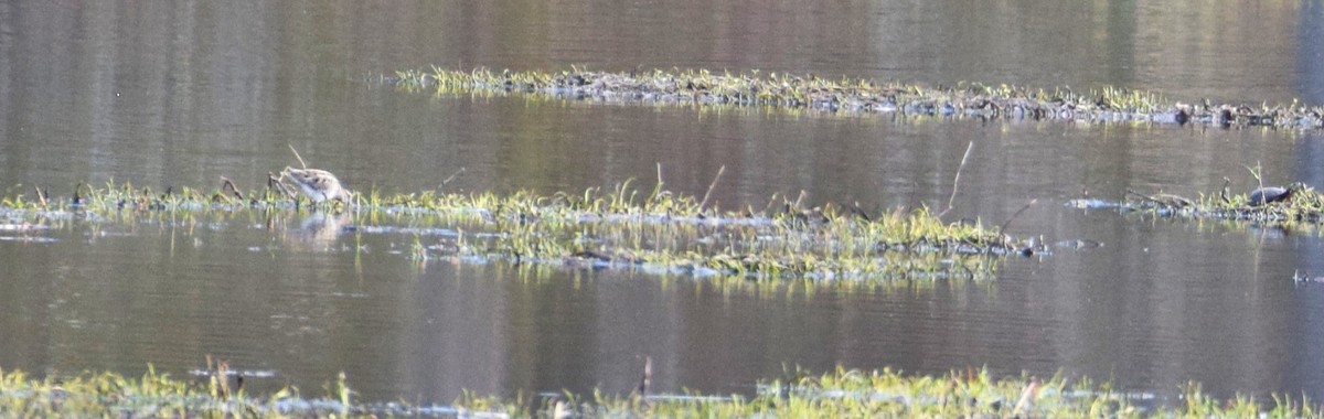 Wilson's Snipe - ML545121811