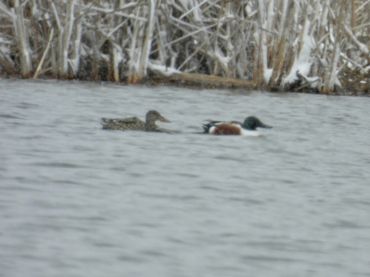 Northern Shoveler - Bonnie Penet