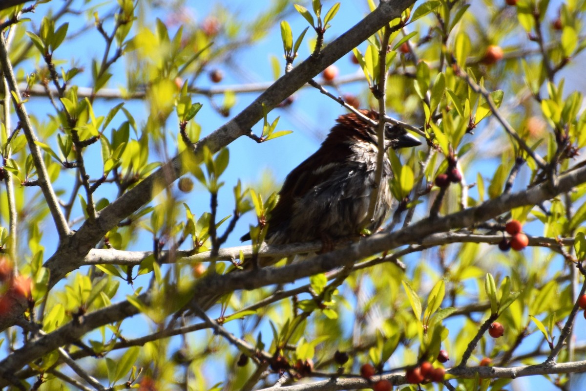 House Sparrow - ML545122261