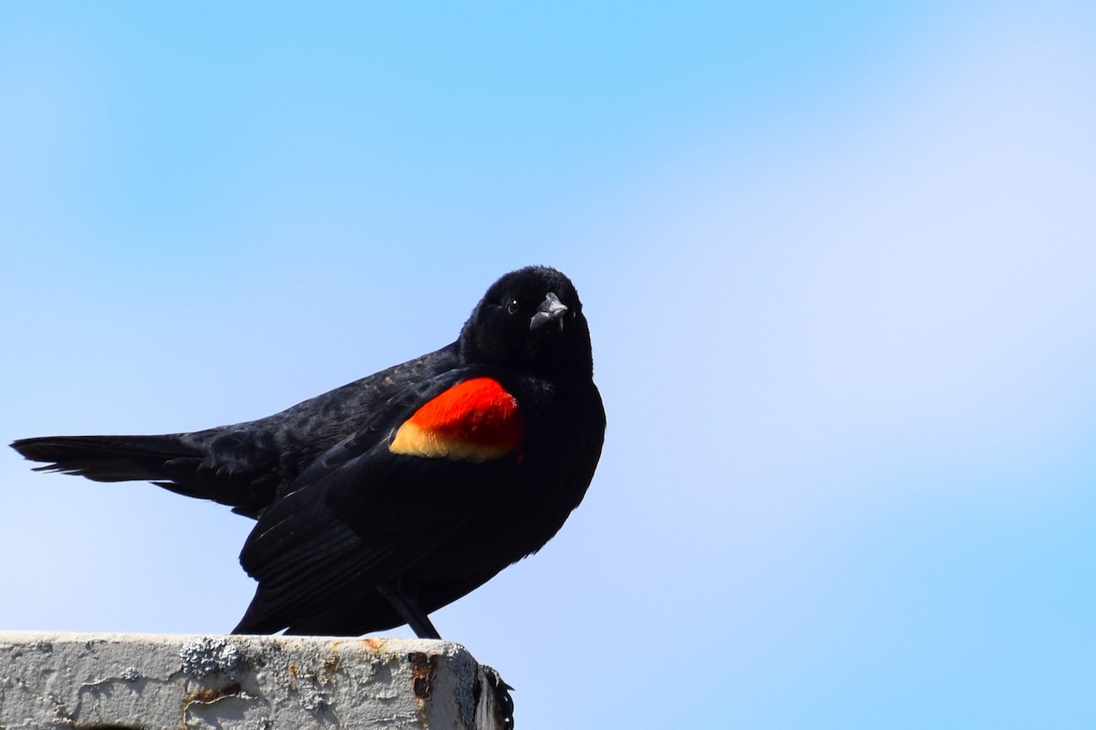 Red-winged Blackbird - ML545122351