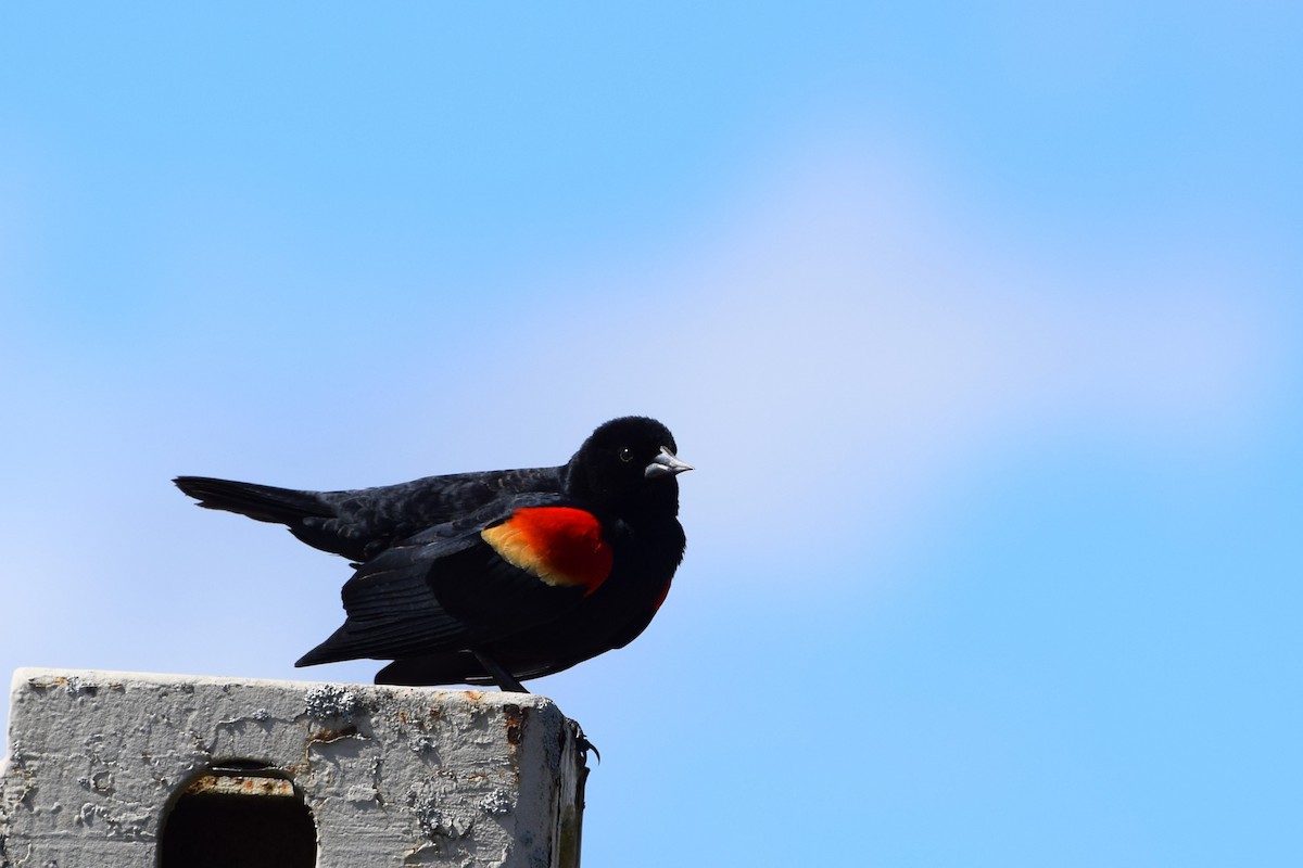 Red-winged Blackbird - ML545122461
