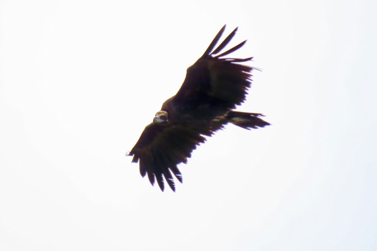 Cinereous Vulture - ML545123061