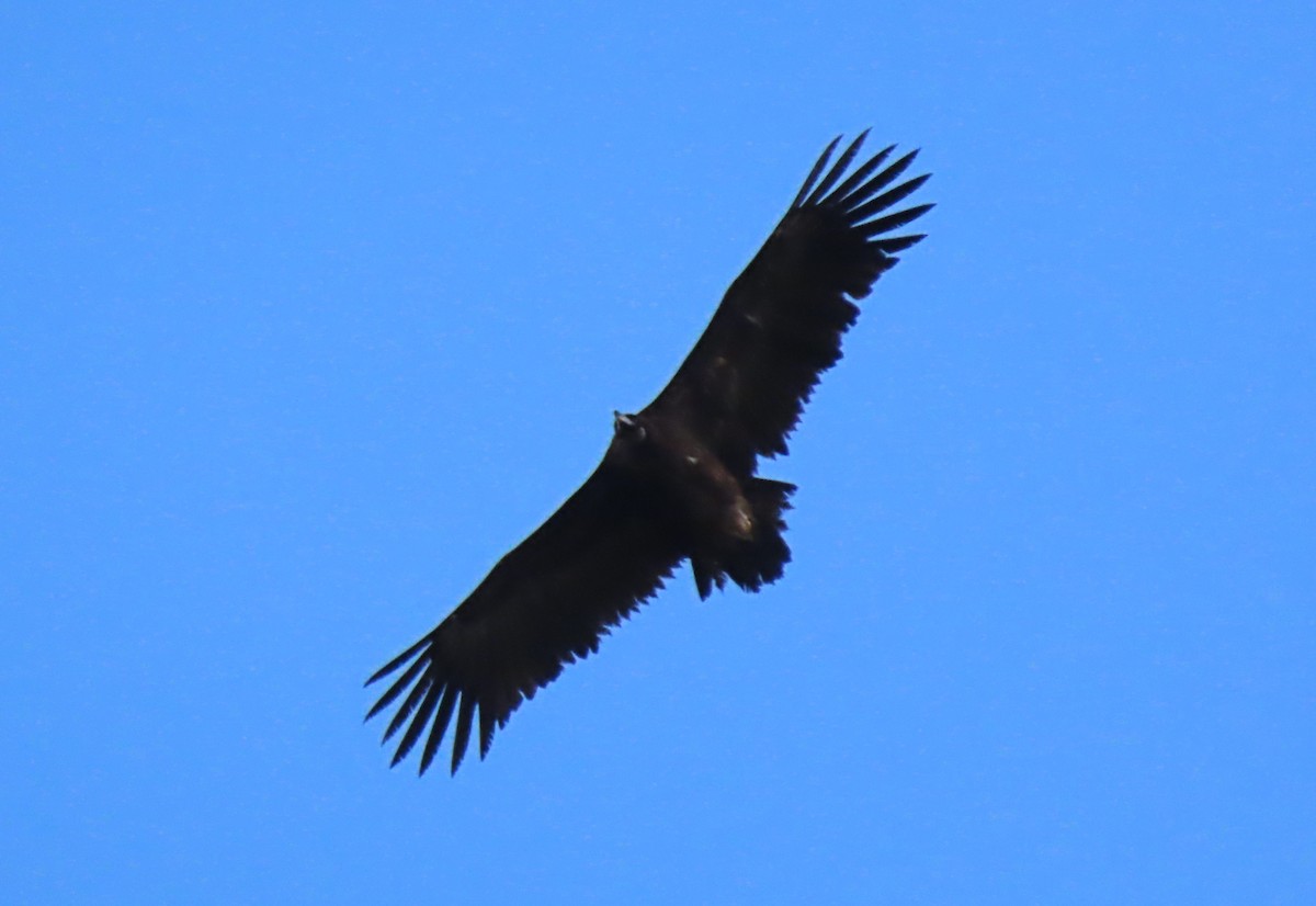 Cinereous Vulture - ML545123071