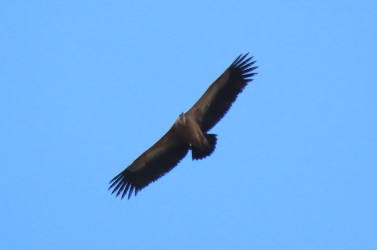 Eurasian Griffon - Tomás Gómez Caro