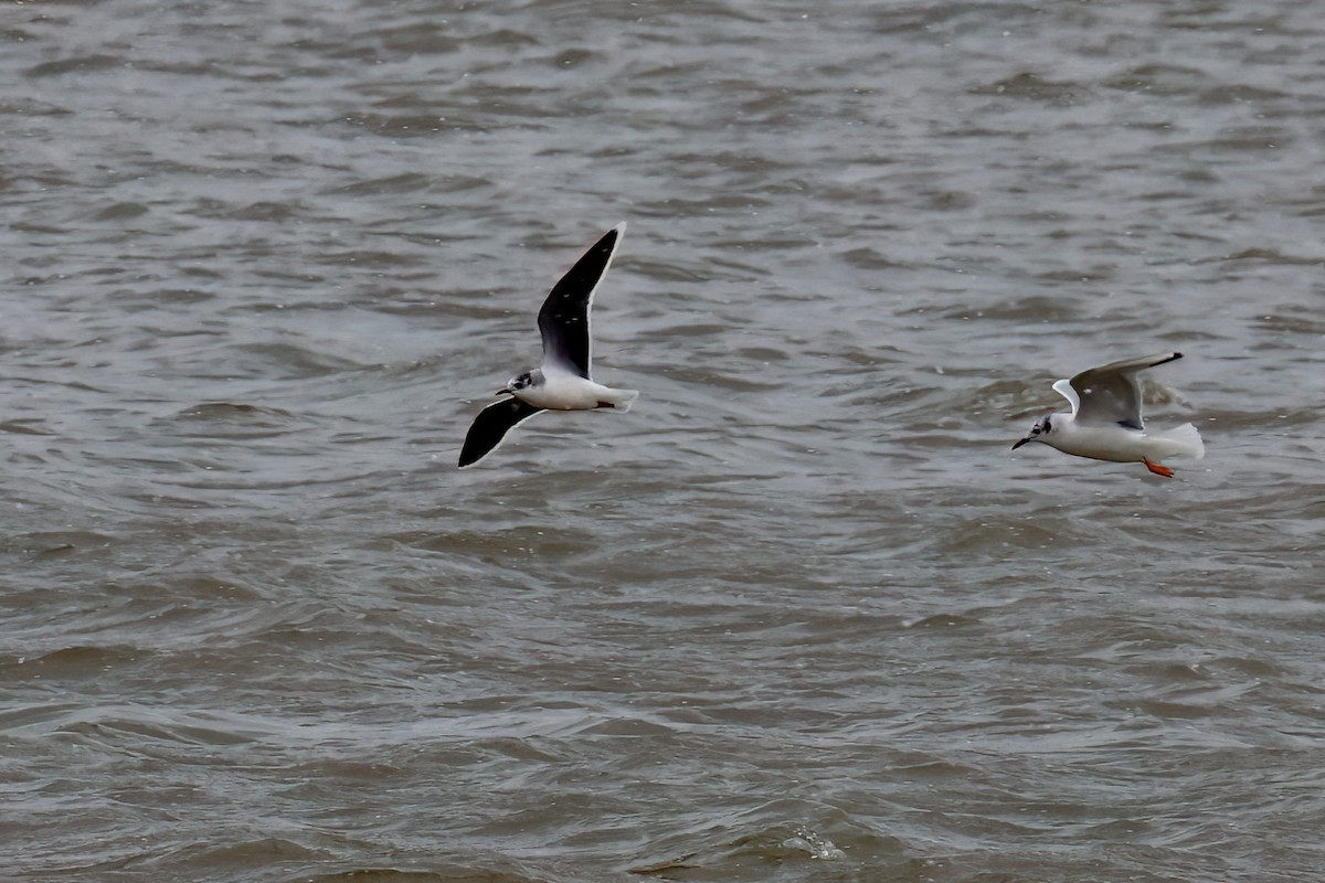 Little Gull - ML545123431