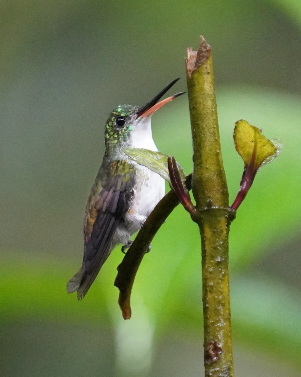 kolibřík andský - ML545123511